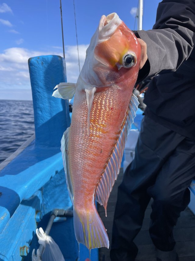 アマダイ(アカアマダイ)