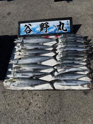 サワラ・サゴシ(サワラ)