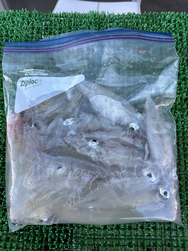 マルイカ(ケンサキイカ)