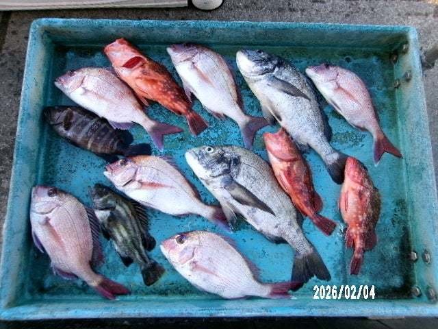 マダイ・クロダイ・マハタ・カサゴ