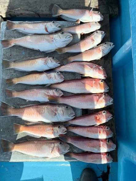 アカアマダイ・シロアマダイ