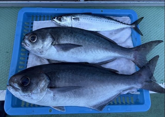 メダイ・サバ(ゴマサバ)