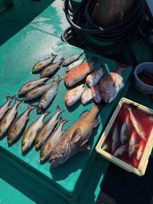 マダイ・レンコダイ(キダイ)・チダイ・イサギ(イサキ)