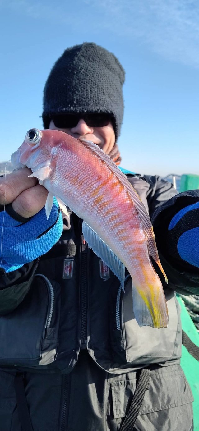 アマダイ(アカアマダイ)