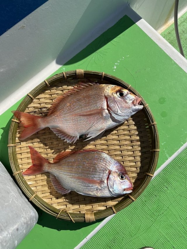 ハナダイ(チダイ)