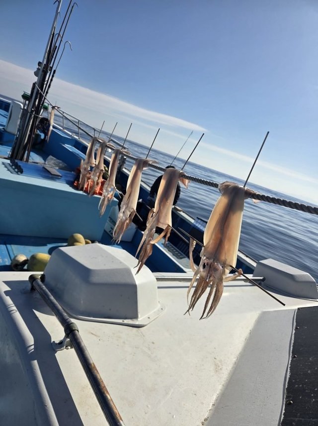 イカ(ケンサキイカ)