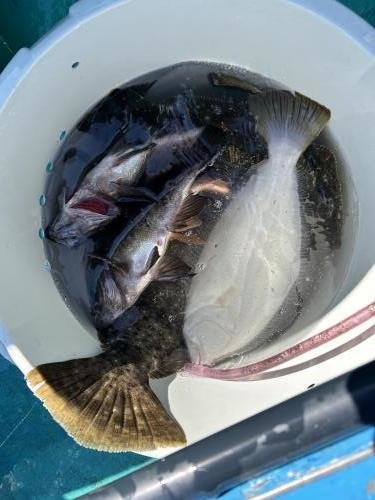 メバル・ヒラメ