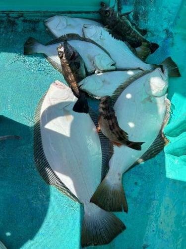 メバル・ヒラメ