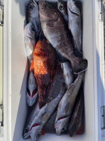 マハタ・クロムツ・カサゴ