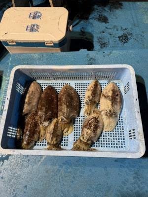 スミイカ(コウイカ)