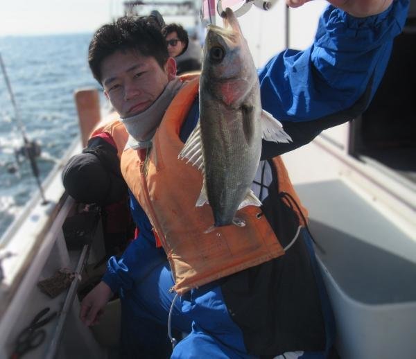 シーバス(スズキ)