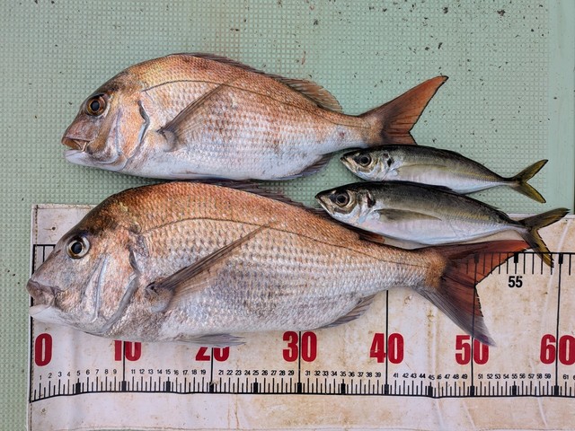 タイ(マダイ)・アジ(マアジ)