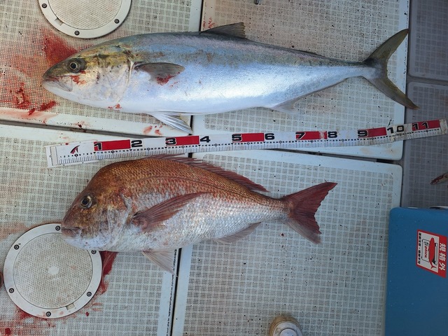 タイ(マダイ)・ヒラス(ヒラマサ)