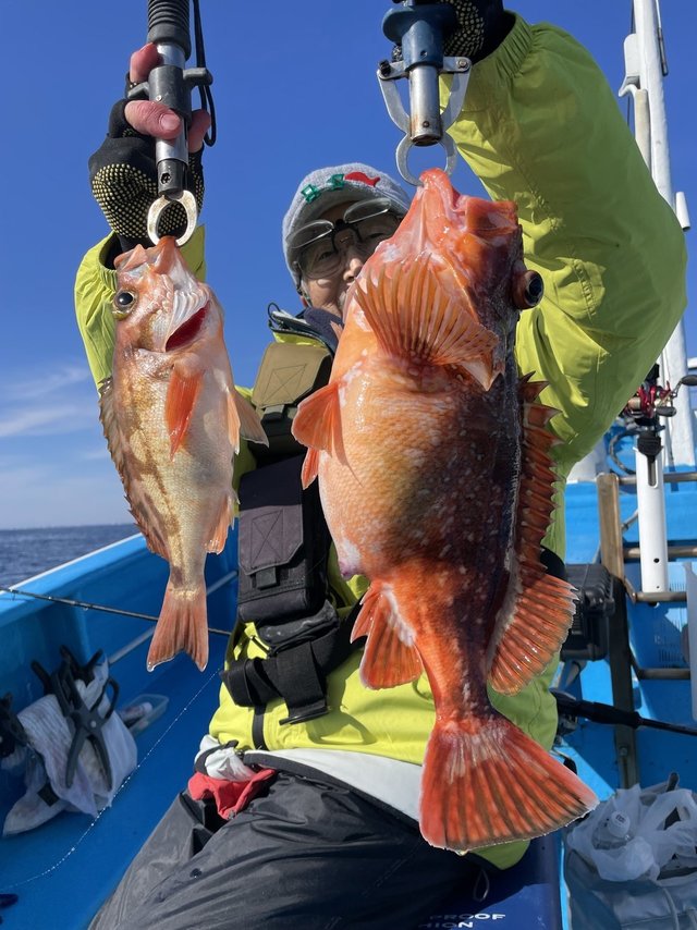 ウッカリカサゴ