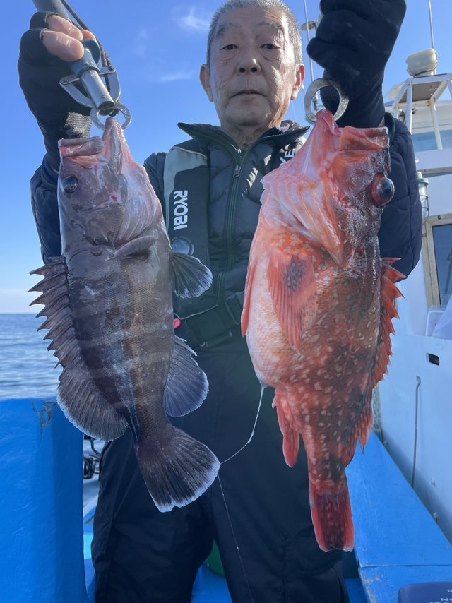 マハタ・ウッカリカサゴ