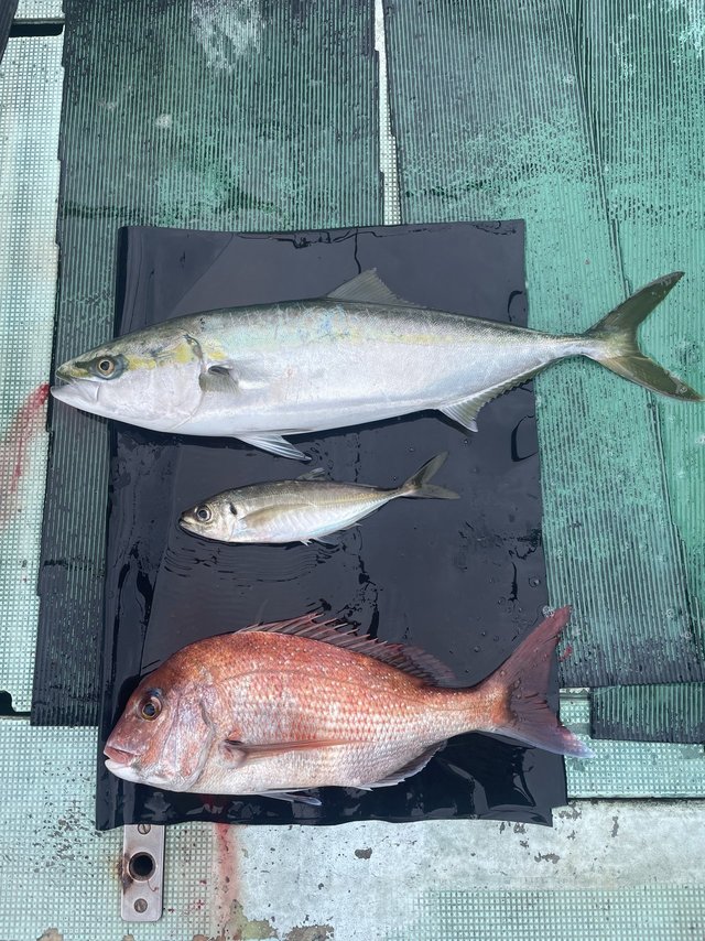 マダイ・マアジ・メジロ(ブリ)