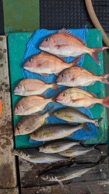 マダイ・マアジ・メイチダイ・イサキ