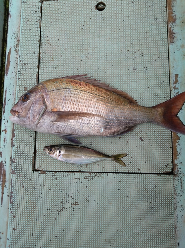 タイ(マダイ)・アジ(マアジ)