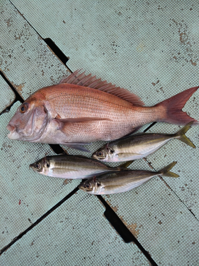 タイ(マダイ)・アジ(マアジ)