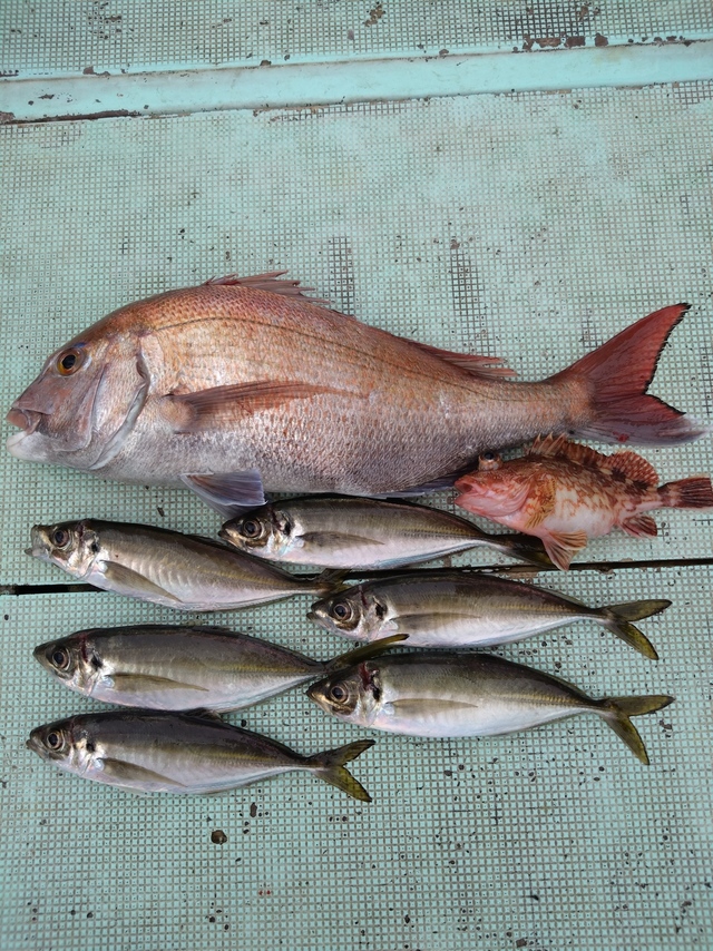 タイ(マダイ)・アジ(マアジ)