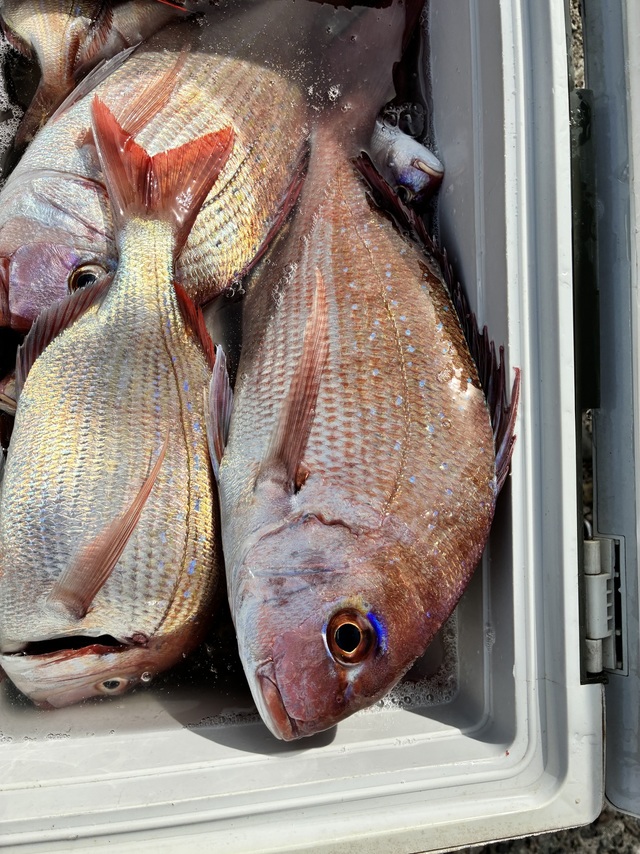 ハナダイ(チダイ)