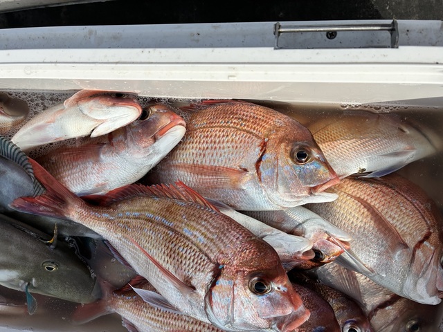 ハナダイ(チダイ)