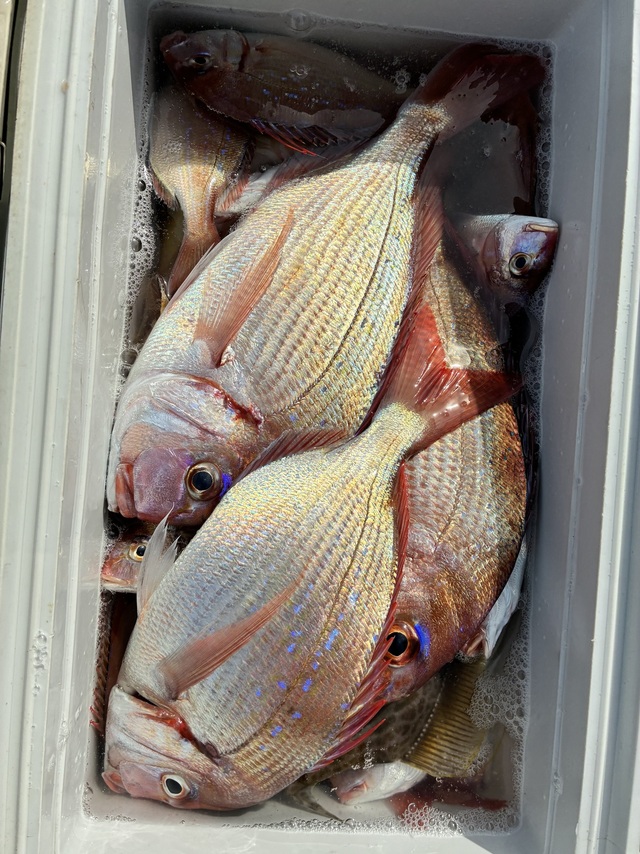 ハナダイ(チダイ)