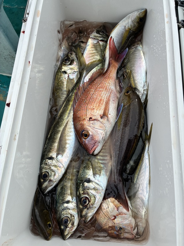 マダイ・マアジ