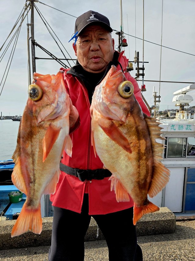 オキメバル(ウスメバル)