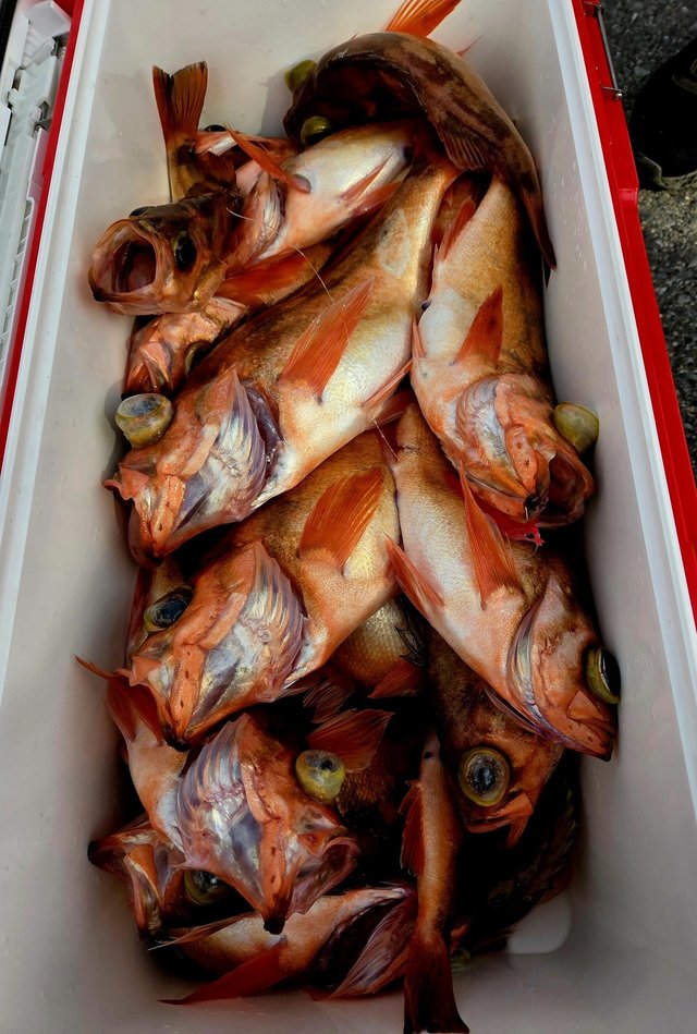 オキメバル(ウスメバル)