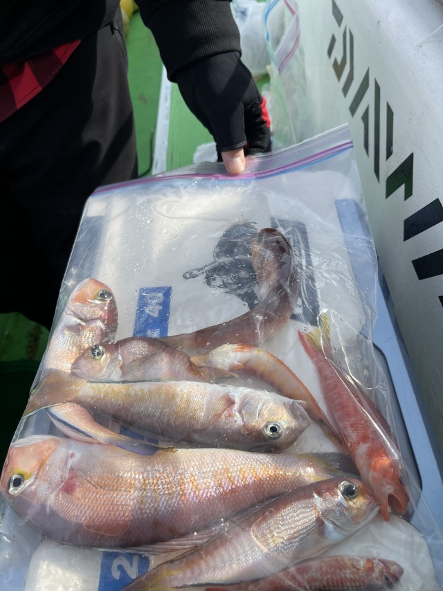 アマダイ(アカアマダイ)