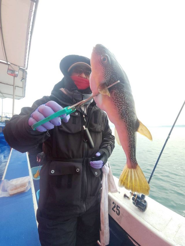 ショウサイフグ