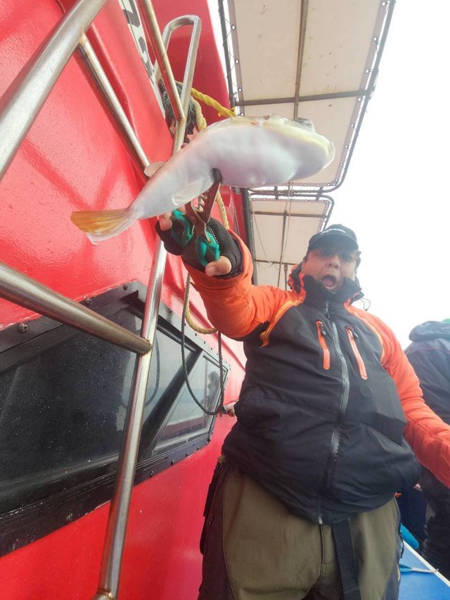 ショウサイフグ