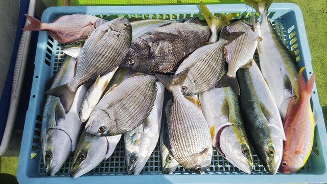 マダイ・ヘダイ・イナダ(ブリ)・イトヨリ(イトヨリダイ)