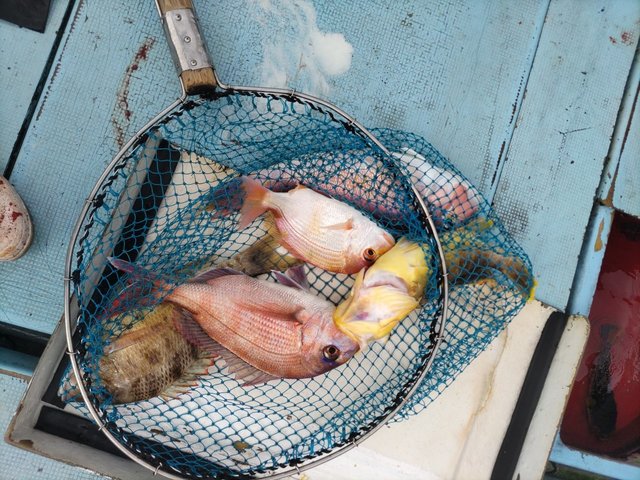 キダイ・アオハタ