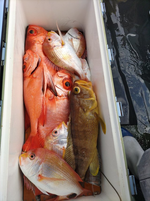 キダイ・アオハタ・チカメキントキ