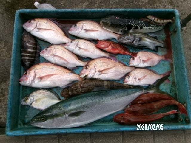 マダイ・カイワリ・ワラサ(ブリ)・ホウボウ・トラフグ