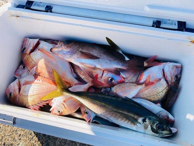 ハナダイ(チダイ)・アジ(マアジ)・メバル