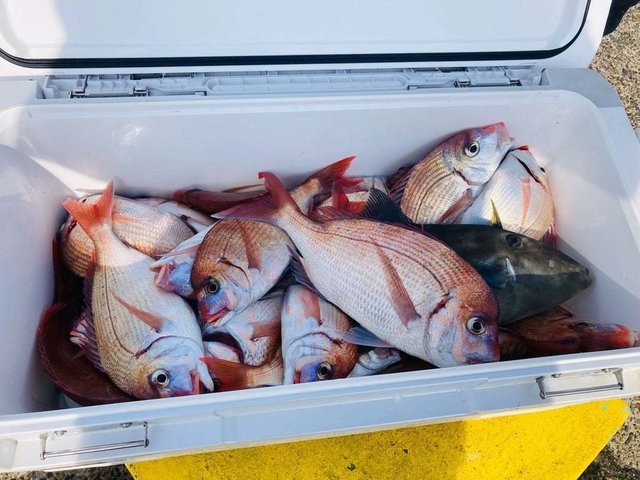 ハナダイ(チダイ)・ウマヅラ(ウマヅラハギ)