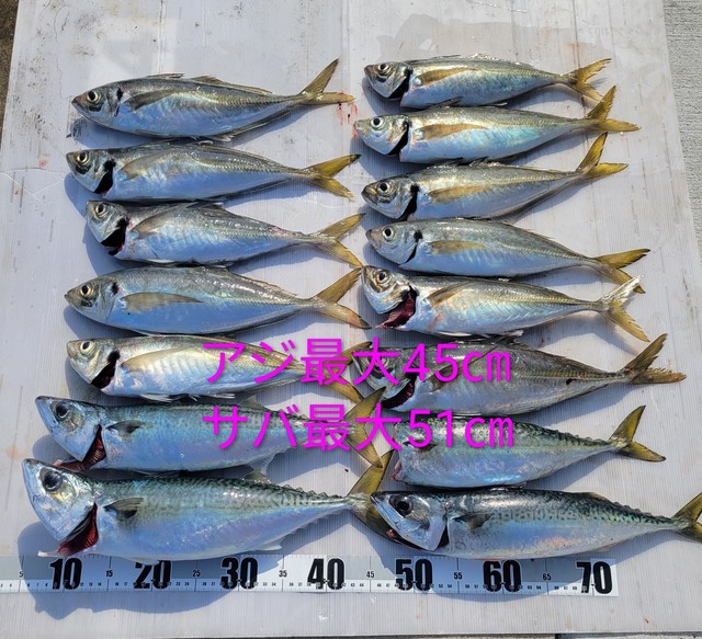 アジ(マアジ)・サバ(マサバ)