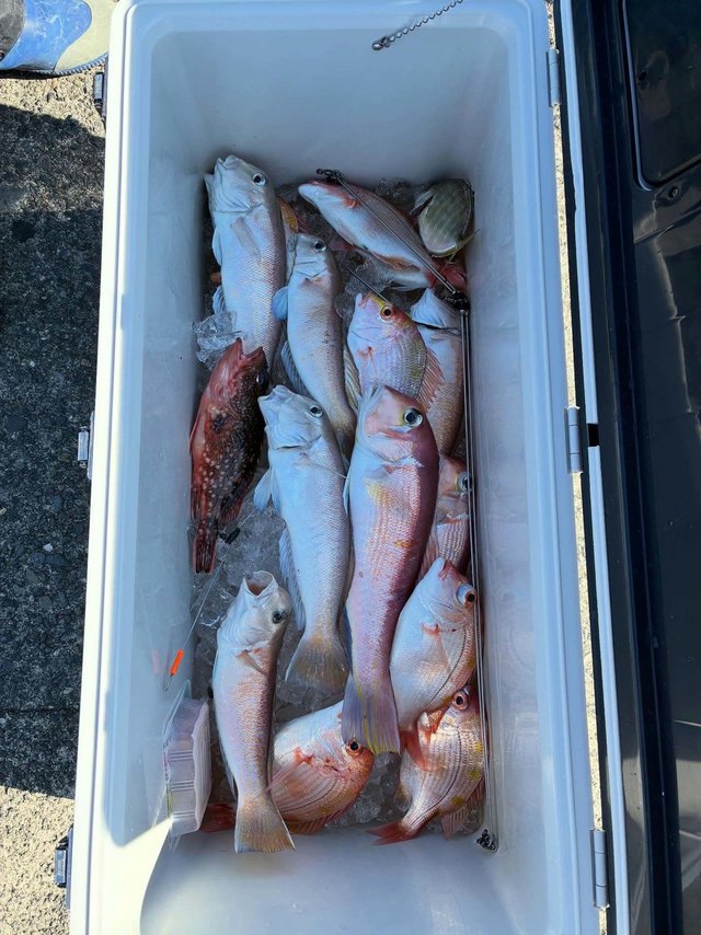 レンコダイ(キダイ)・アカアマダイ・シロアマダイ