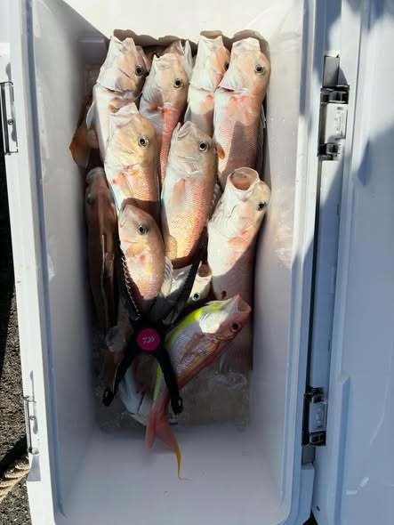 シロアマダイ・イトヨリ(イトヨリダイ)