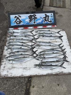 サゴシ(サワラ)・ヤナギ(サワラ)