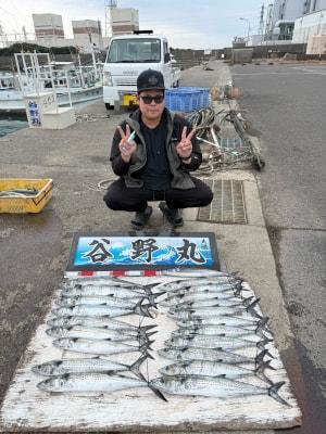 サゴシ(サワラ)・ヤナギ(サワラ)