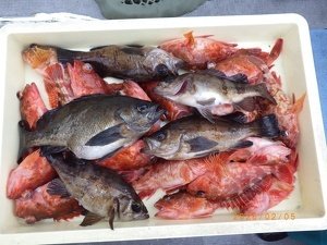カサゴ・メバル