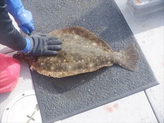 ヒラメ