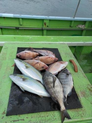 マダイ・クロダイ・イナダ(ブリ)