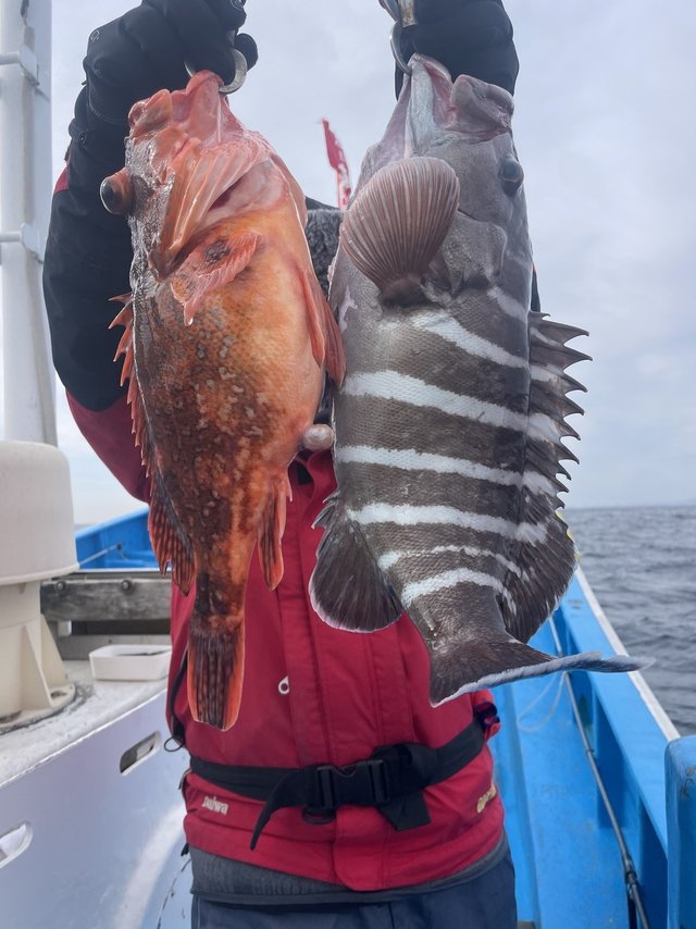 マハタ・ウッカリカサゴ