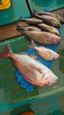 マダイ・オオモンハタ・イサキ