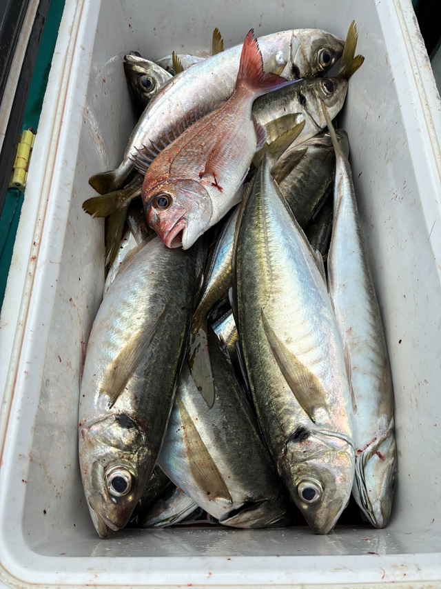 マダイ・マアジ